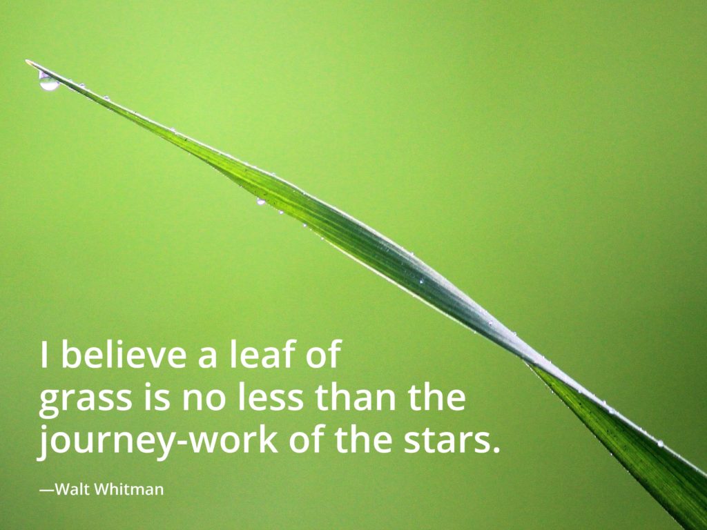 "A leaf of grass…is the journey-work of the stars." -Whitman